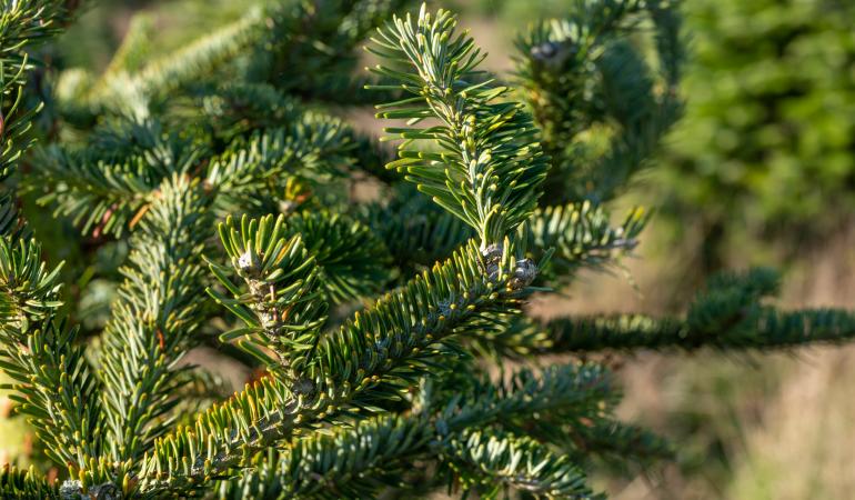 Kerstboom
