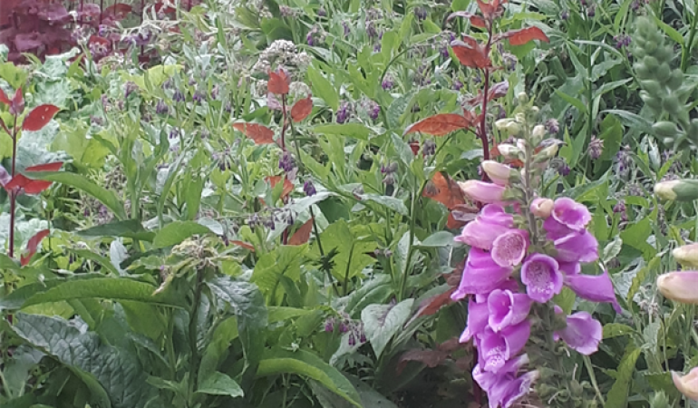 Tuin in Voorburg