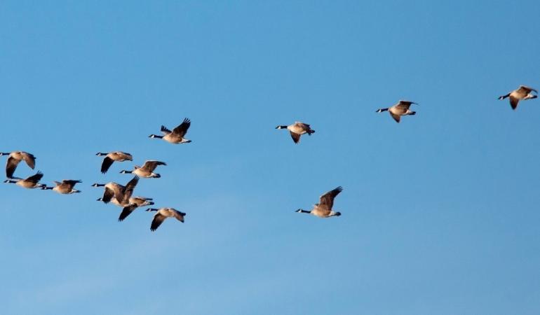 Vogels in lucht