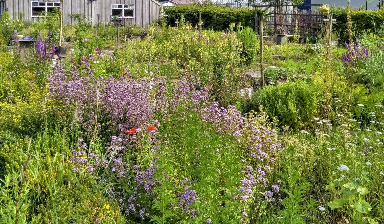 biodiversiteit vergroten? in je tuin! | Atlas Leefomgeving