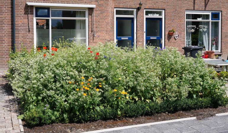 Groene voortuin in woonwijk