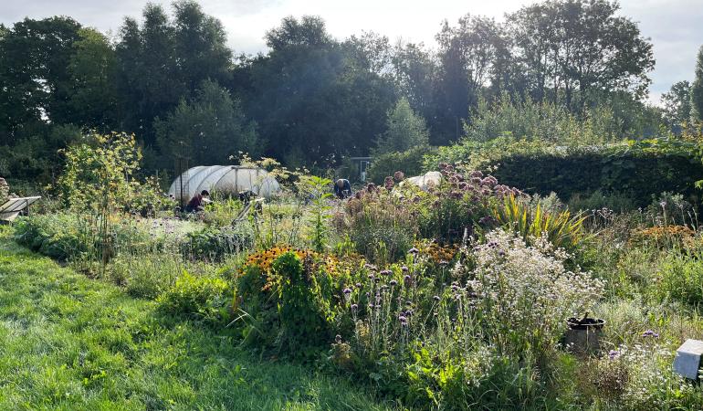 Tuin Brassica