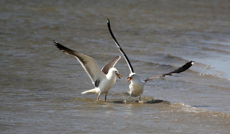 Waddenzee vogels