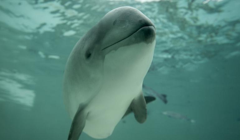 Foto van een bruinvis