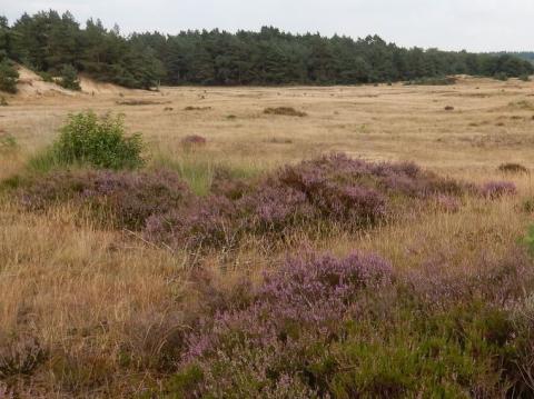 Heideveld in Nederland