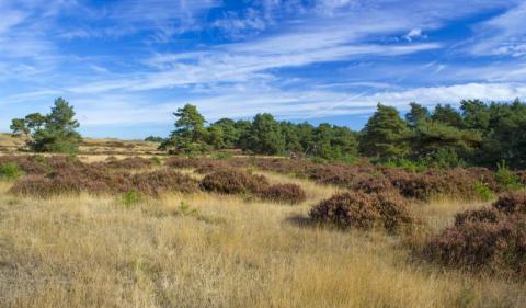 Landschap op Veluwe