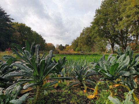 Palmkoolveld LandinZicht