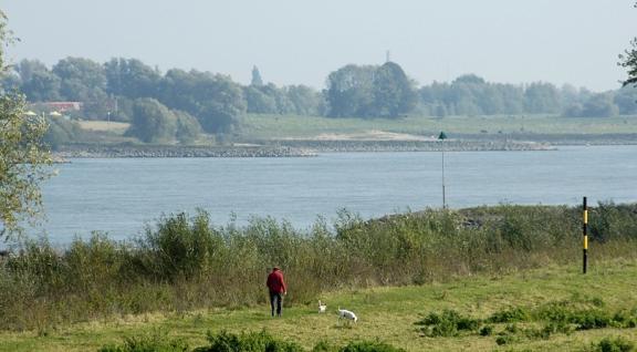 Persoon laat honden uit in de uiterwaarde