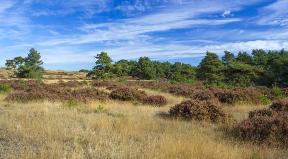 Landschap op Veluwe