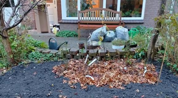 Tuiny Forest Miranda