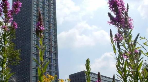 Bloemen in straat met flats