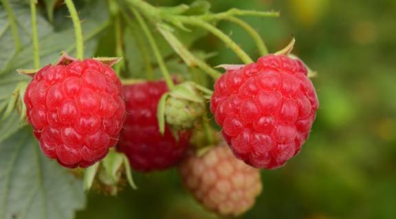 Frambozen in voedseltuin