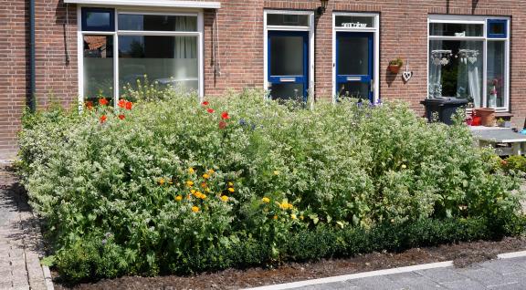 Groene voortuin in woonwijk