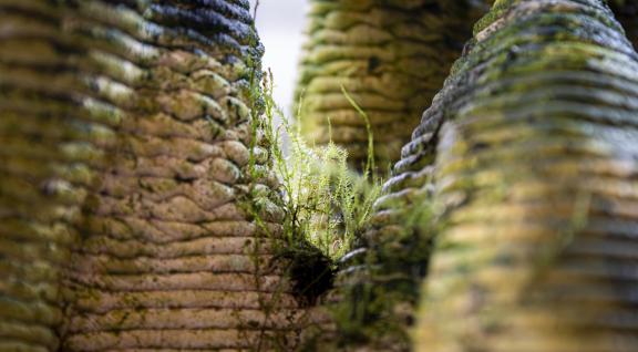 Urban Reef met begroeiing 