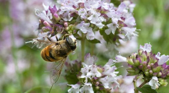 Bij op bloem