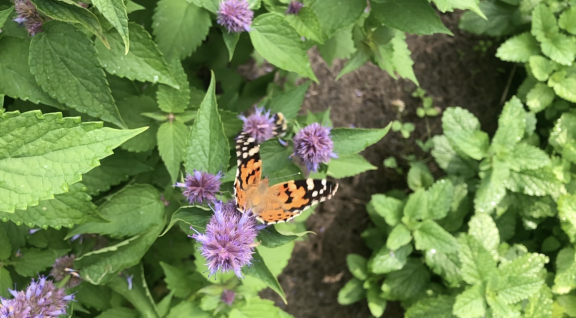Distelvlinder op dropplant