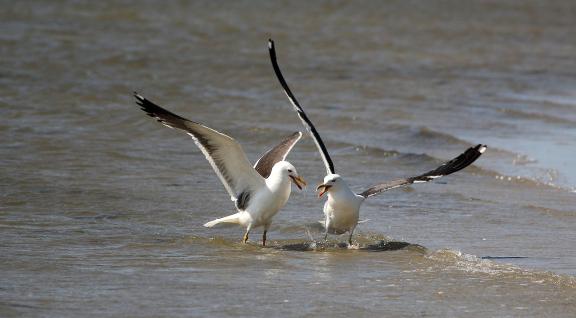 Waddenzee vogels