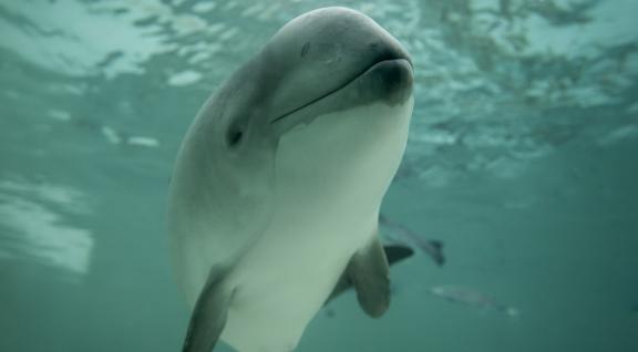 Foto van een bruinvis