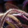 Siergras met paarse pluimen