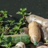 Zwerfafval in water met groene planten ertussen