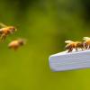 Aanmerende bijen