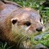 Otter in gras