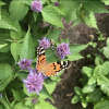 Distelvlinder op dropplant