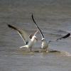 Waddenzee vogels