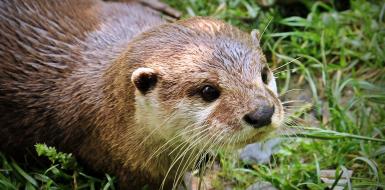 Otter in gras