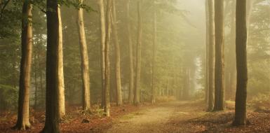 Bos in mist