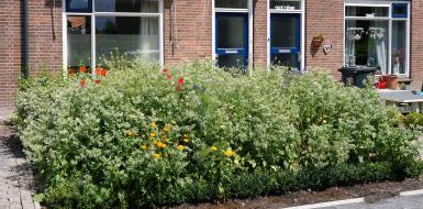 Groene voortuin in woonwijk