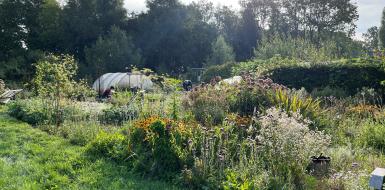 Tuin Brassica