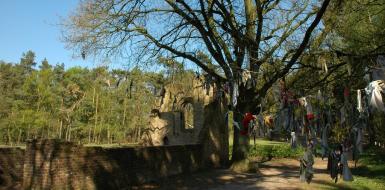 Koortsboom Overasselt in 2007
