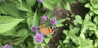 Distelvlinder op dropplant