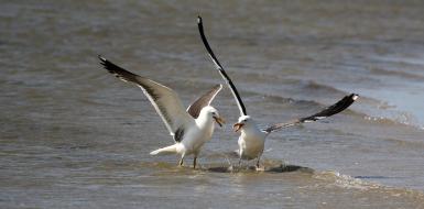 Waddenzee vogels